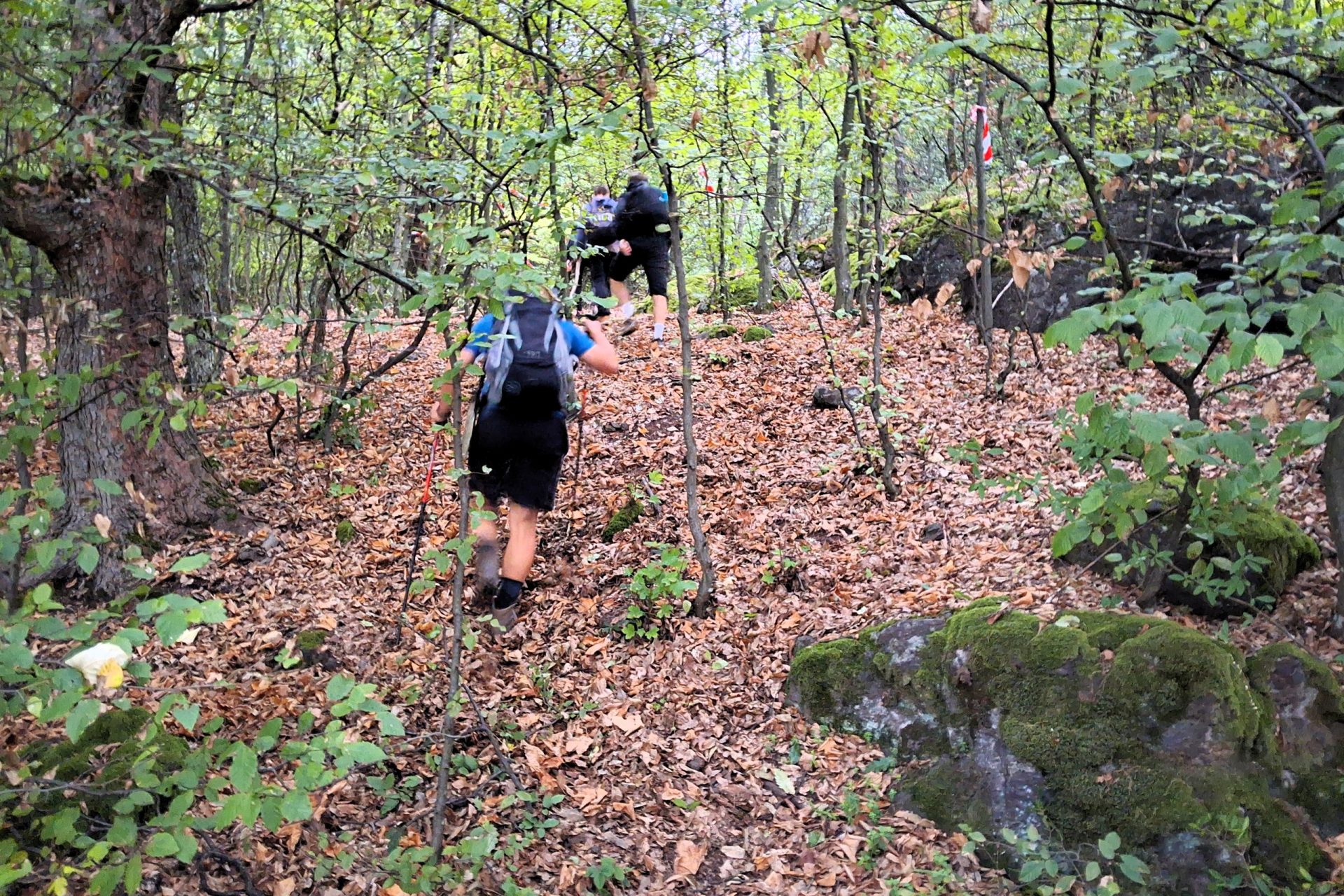 Hikein Cerovavrchovina